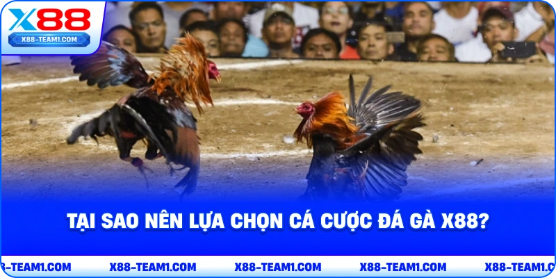 tai-sao-nen-lua-chon-ca-cuoc-da-ga-x88